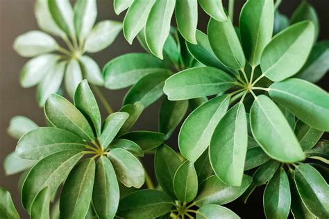 how to care for schefflera plant indoors